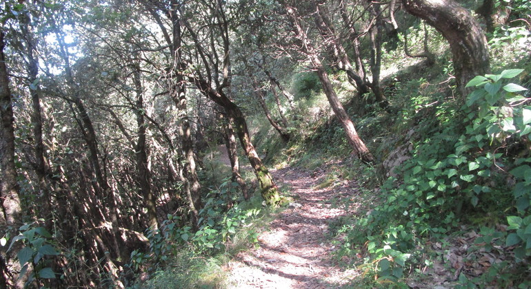 Promenade dans la nature à Mussoorie