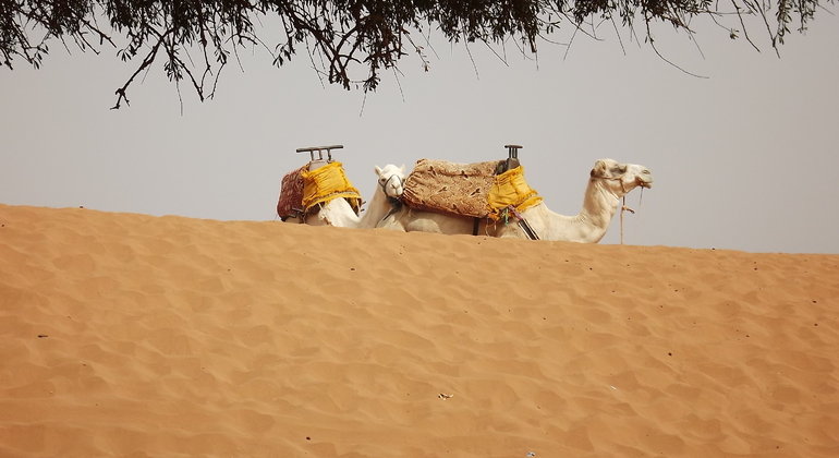 Massa & Small Dune Day Trip With Lunch From Agadir Provided by Face tours