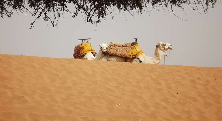 Excursão de um dia a Massa e pequenas dunas com almoço a partir de Agadir