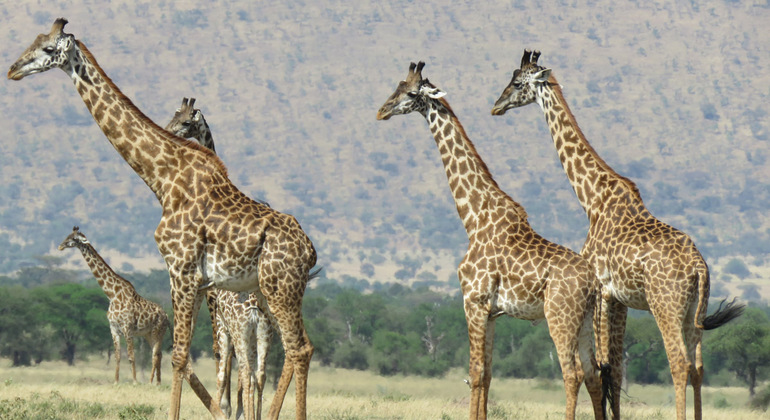Arusha National Park Day Trip Tanzania — #1