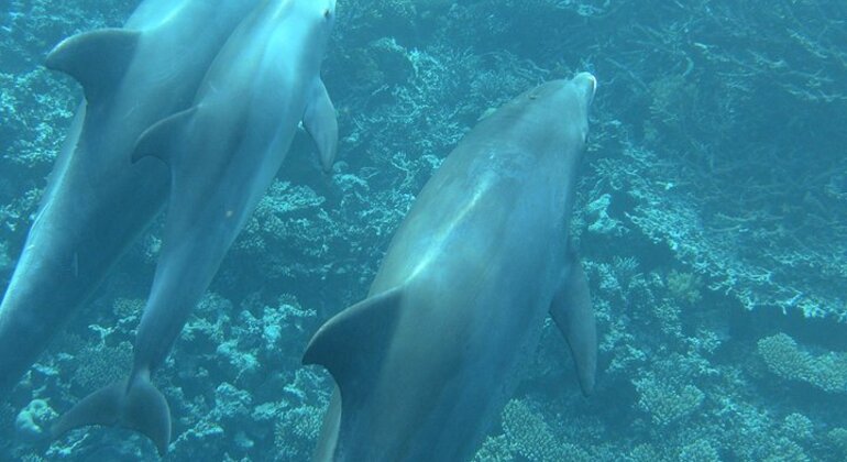 Dolphin World in Hurghada Egypt — #3