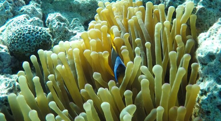 Le monde des dauphins à Hurghada