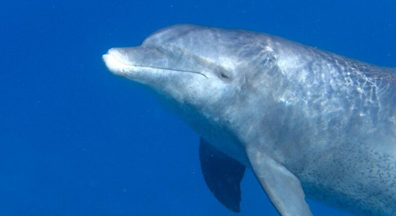 Dolphin World in Hurghada Egypt — #5