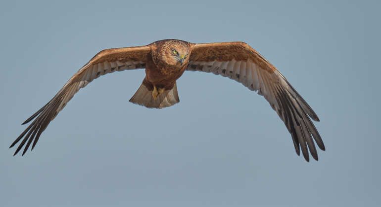 Excursion ornithologique - demi-journée dans le delta du Danube, Romania