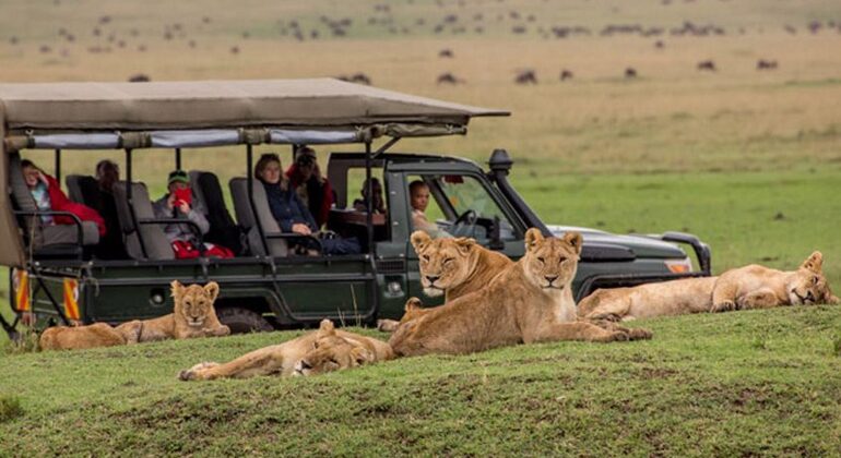 Excursão ao Parque Nacional Maasai Mara, Kenya