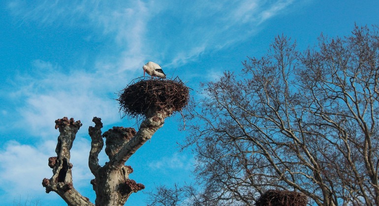 Visita livre ao Bairro Imperial, Parlamento Europeu e Guerras França — #9