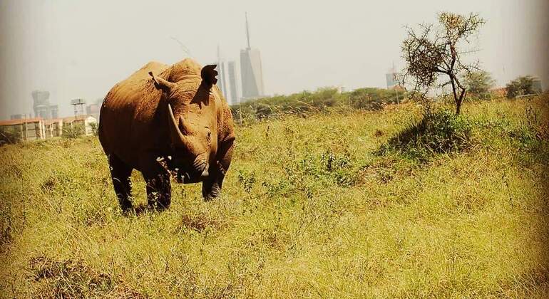 Nairobi National Park Bush Safari Kenya &mdash; #4