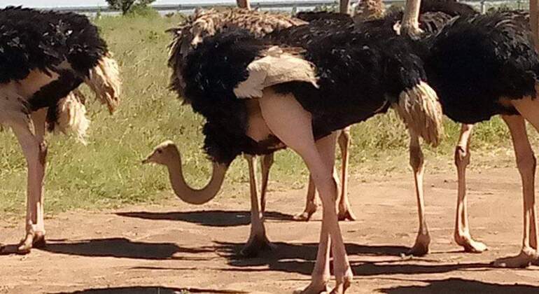 Nairobi National Park Bush Safari Kenya &mdash; #5