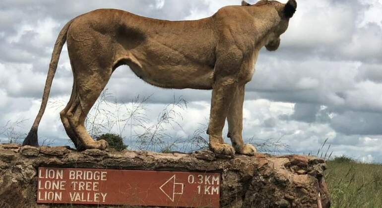 Nairobi National Park Bush Safari Kenya &mdash; #7