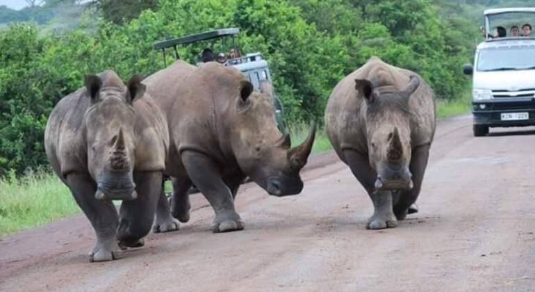 Nairobi National Park Bush Safari Kenya &mdash; #9