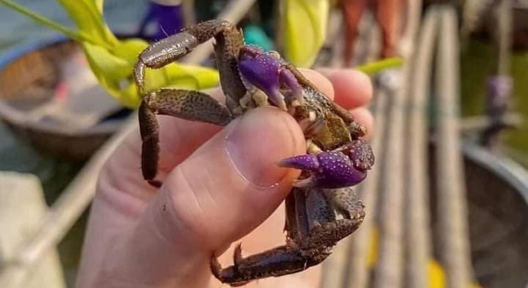 Hoi An, equitazione, lezione di produzione del caffè, giro in barca con cesto e pranzo Vietnam — #3