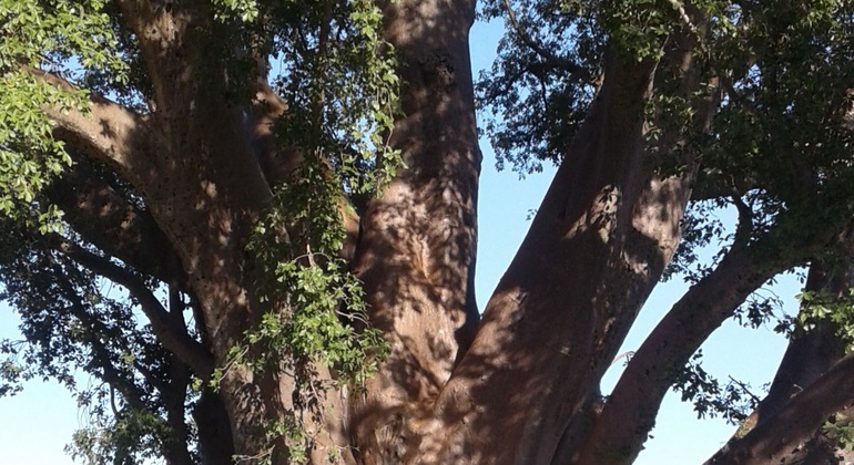 Visite de la ville, du canton et du village, Zimbabwe