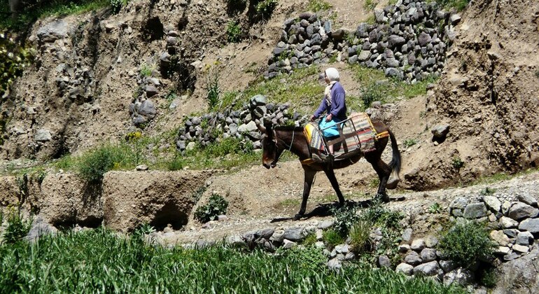 Ourika Valley Atlas Mt Half-Day Tour Morocco — #6