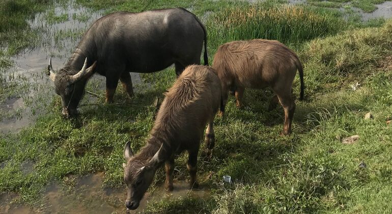 Hoi An rurale e cucina in fattoria biologica Vietnam — #11