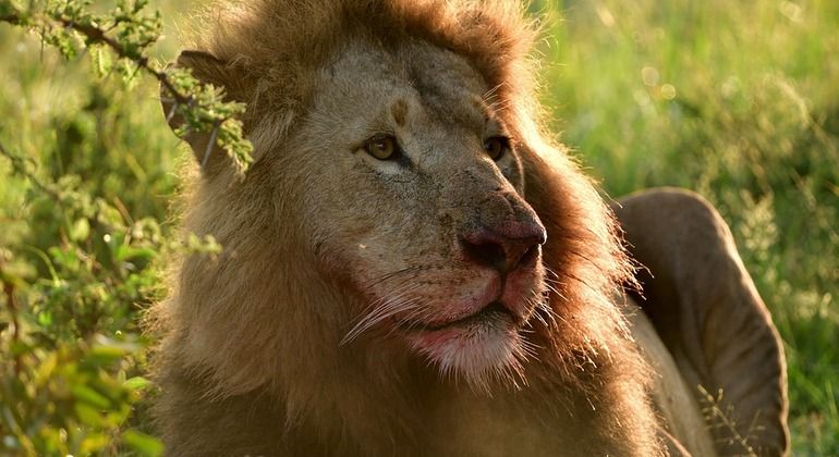 safari selvaggio di 3 giorni e 2 notti nel Maasai Mara, Kenya