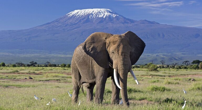 Amboseli National Park Tour Provided by SANKHU TOURS & TRAVEL