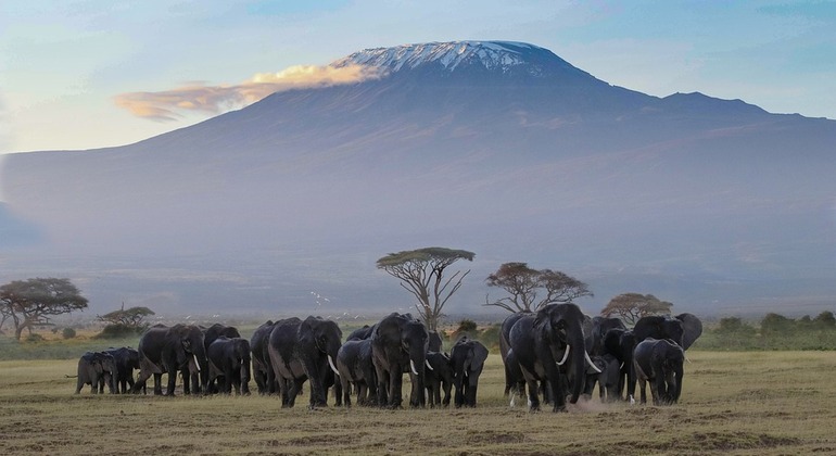 3 dias Amboseli Tsavo, Safari no Parque Nacional Oeste, Kenya