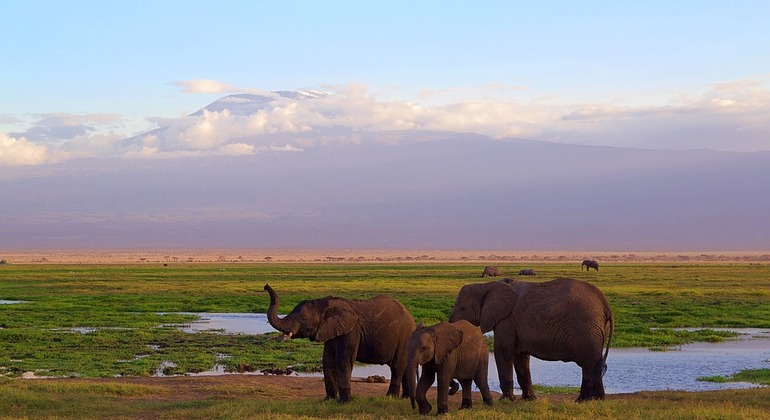 2 Days Amboseli National Park Safari Provided by BUSHTHORNS ADVENTURES AND SAFARIS
