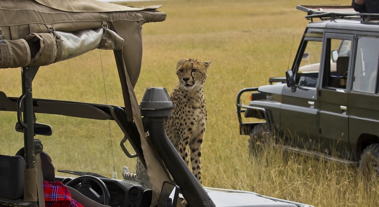 3 dias Parque Nacional de Masaimara, Kenya