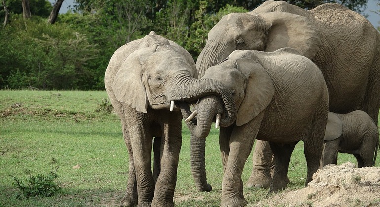 Excursão de seis dias ao Masai Mara, Nakuru e Samburu Camping Safari Quénia &mdash; #2