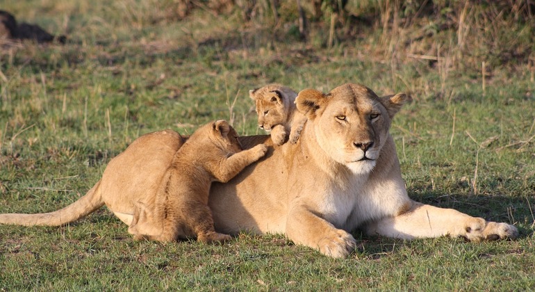 Excursão de seis dias ao Masai Mara, Nakuru e Samburu Camping Safari Quénia &mdash; #3