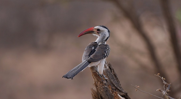 Excursão de seis dias ao Masai Mara, Nakuru e Samburu Camping Safari Quénia &mdash; #6