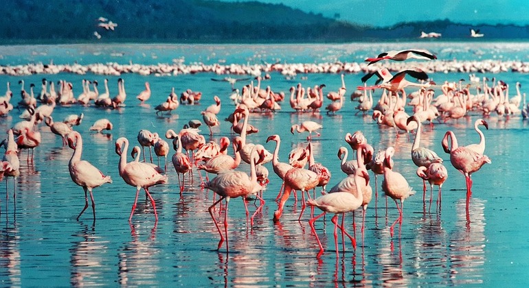 1 journée d'excursion au parc national du lac Nakuru, Kenya