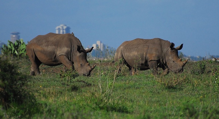 Excursion d'une journée au parc national de Nairobi