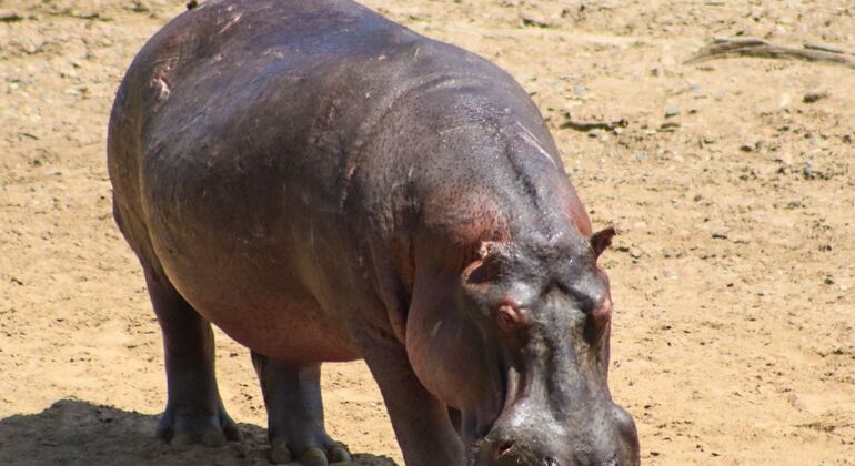 Nairobi Park Game Drive Kenya — #2