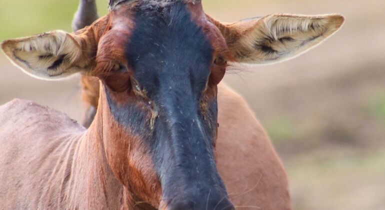 Nairobi Park Game Drive Kenya — #3
