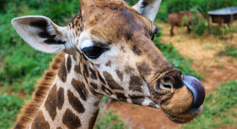 Nairobi Park Game Drive Kenya — #4