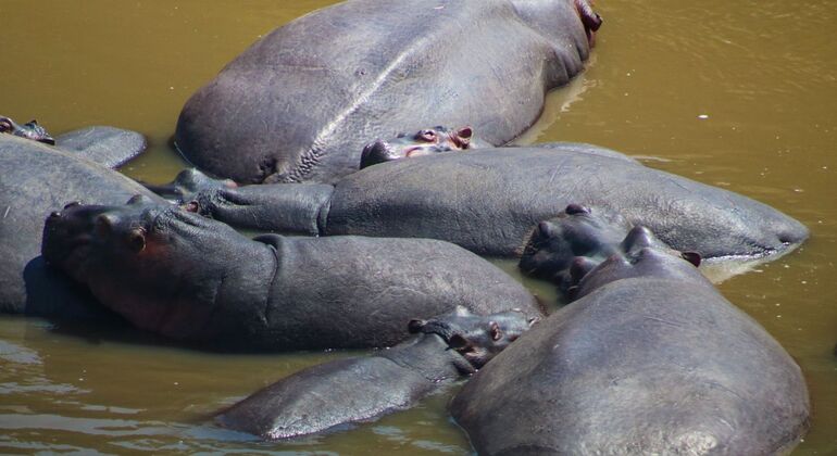 Nairobi Park Game Drive Kenya — #5