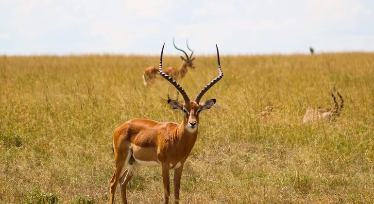 Nairobi Park Game Drive Kenya — #6