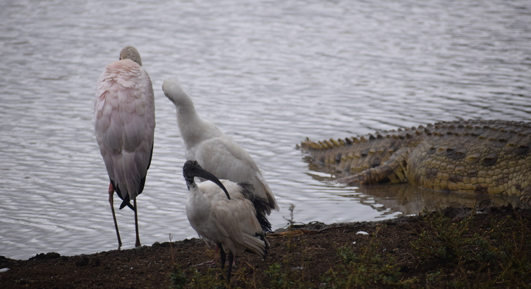 Nairobi Park Game Drive Kenya — #7