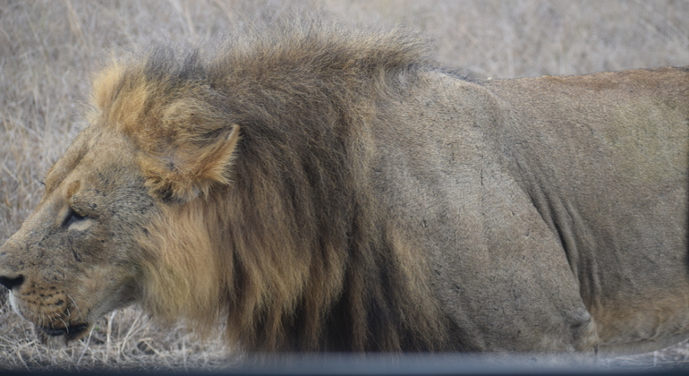 Nairobi Park Game Drive Kenya — #8