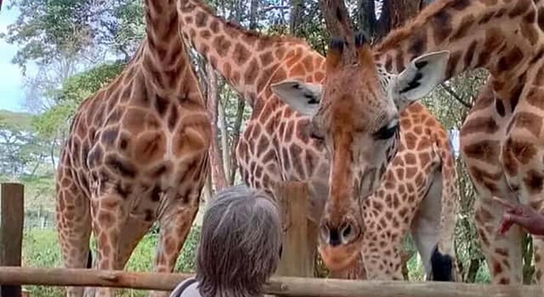 Mombasa: Guided Nature Walk Amongst Giraffes at Nguuni Sanctuary Kenya — #5