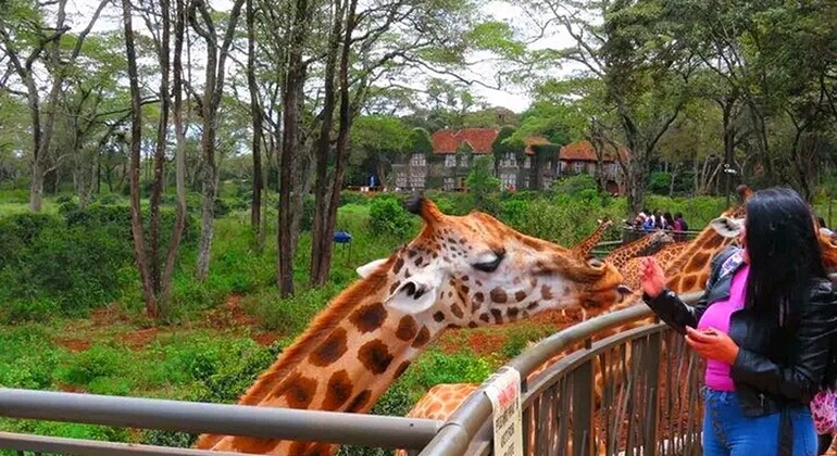 Mombasa: Guided Nature Walk Amongst Giraffes at Nguuni Sanctuary Kenya — #7
