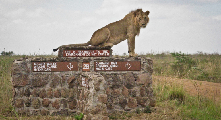 Half Day Tour to the Nairobi National Park