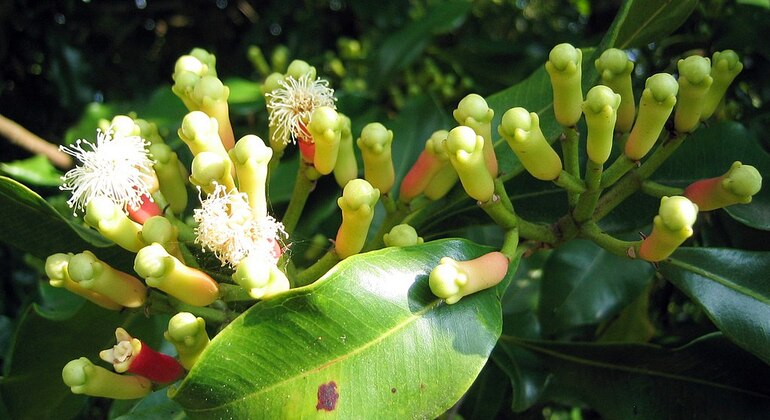 Spice Farm Zanzibar Tour Tanzania &mdash; #2