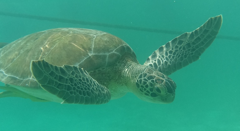 Plongée en apnée avec les tortues, vélo et plongée en apnée dans l'aquarium naturel, Mexico