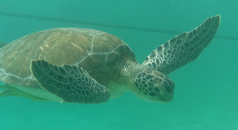 Snorkel com tartarugas, passeio de bicicleta e snorkel no aquário natural, Mexico