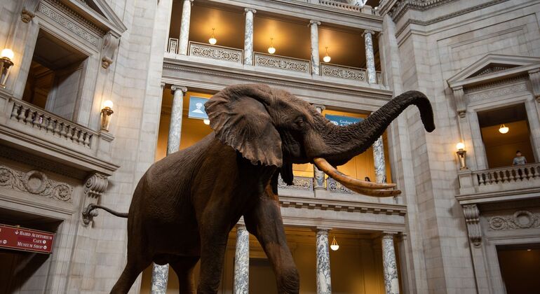Smithsonian National Museum of Natural History, in-App Audio Tour Provided by WeGoTrip OU