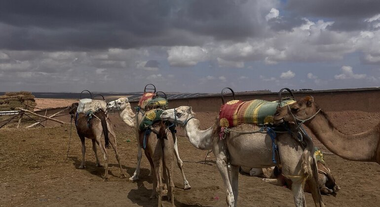 atlas-mountain-there-valleys-tour-from-marrakech-es-6