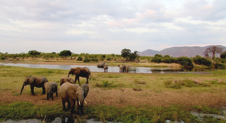 4 dias 3 noites Safari na Reserva de Caça de Selous Organizado por Nyangulo Africa Safaris