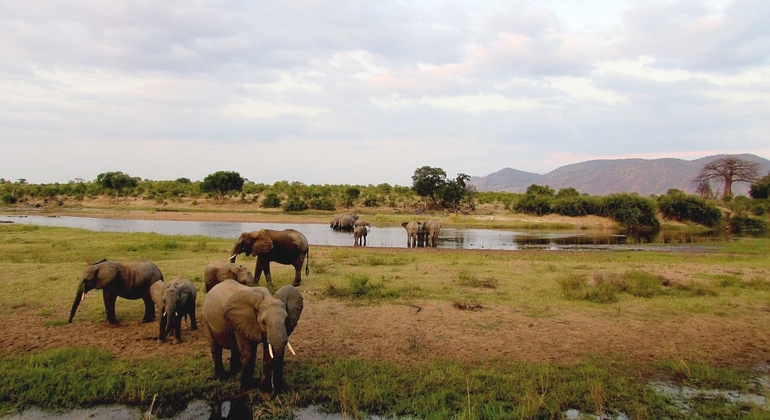 4 days 3 Nights Selous Game Reserve Safari Tour