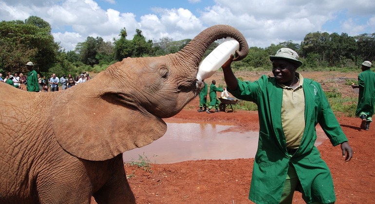 Giraffe Center, Elephant Orphanage Bomas of Kenya Tour