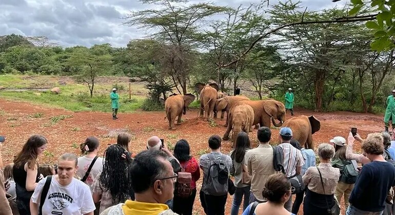 Sheldrick Animal Orphanage, Bomas of Kenya - Free Tour Provided by ADVENTURE NAIROBI CITY WALKING TOURS.