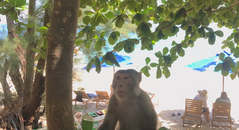 Discovery Cham Island by Speed Boat Vietnam — #8