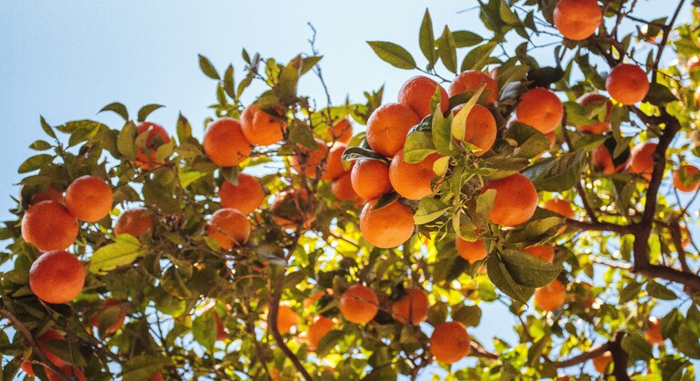 Valencia Essential Private Walking Tour  Spain &mdash; #10