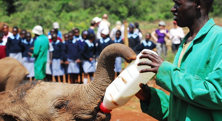 Parque Nacional de Nairobi y Orfanato Sheldrick Baby Elephant Kenia — #2